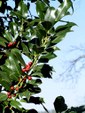 Enlarge photo 52