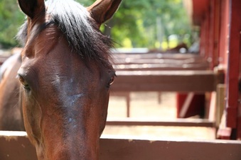 Enlarge photo 45
