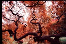 April 2006 Unlimited Slides