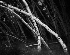December 2010 Novice Mono Prints