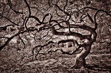 December 2011 Novice Mono Prints
