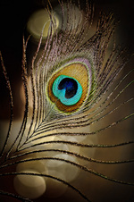 February 2012 Unlimited Color Prints