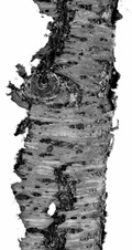 January 2012 Novice Mono Prints