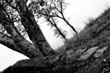 March 2010 Novice Mono Prints