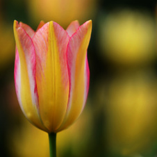 March 2016, Intermediate Digital