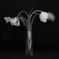May 2015 Novice Digital