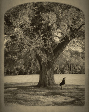 Enlarge photo 3