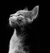 May 2016 Novice Monochrome Prints