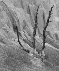 November 2008 Novice Mono Prints