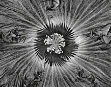 November 2014 Unltd Monochrome Print