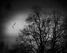 November 2015,Novice Digital (Poe Theme)