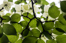 Enlarge photo 2