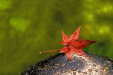 Enlarge photo 6