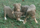 Ruby's X Milo puppies