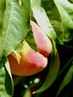 Enlarge photo 116