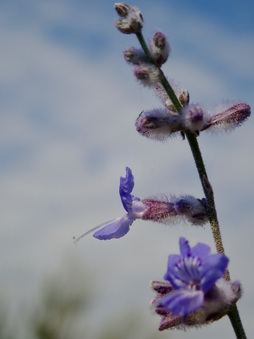 Enlarge photo 62