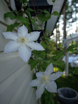Enlarge photo 1