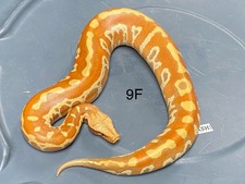 2023 Available Blood Pythons