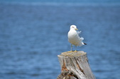 Enlarge photo 34