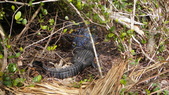 Enlarge photo 43