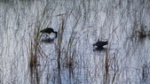Enlarge photo 58