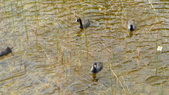 Enlarge photo 60