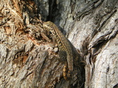 Enlarge photo 65