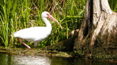 Enlarge photo 79