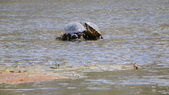 Enlarge photo 81