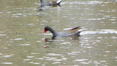 Enlarge photo 82