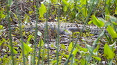 Enlarge photo 89