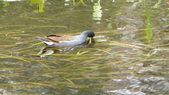 Enlarge photo 97