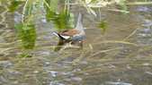 Enlarge photo 96
