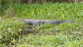 Enlarge photo 100