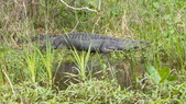 Enlarge photo 103