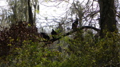 Enlarge photo 109