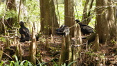 Enlarge photo 111