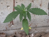 Enlarge photo 38