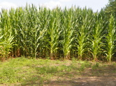 Enlarge photo 43