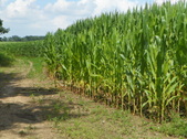 Enlarge photo 44