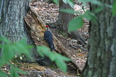 Enlarge photo 52