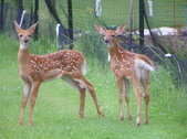Enlarge photo 126