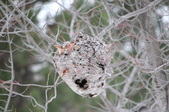 Bird / Wildlife shots