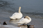 Enlarge photo 39