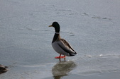 Enlarge photo 41