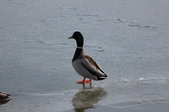Enlarge photo 42