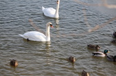 Enlarge photo 43