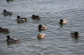 Enlarge photo 45