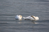Enlarge photo 46