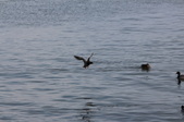 Enlarge photo 47